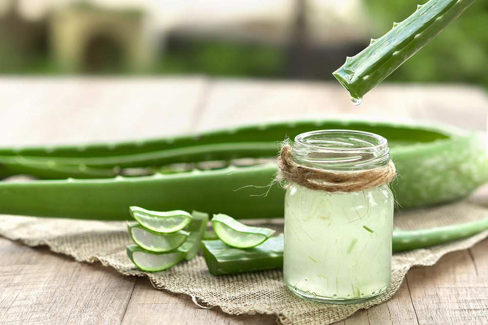 Feuille d'Aloe Vera