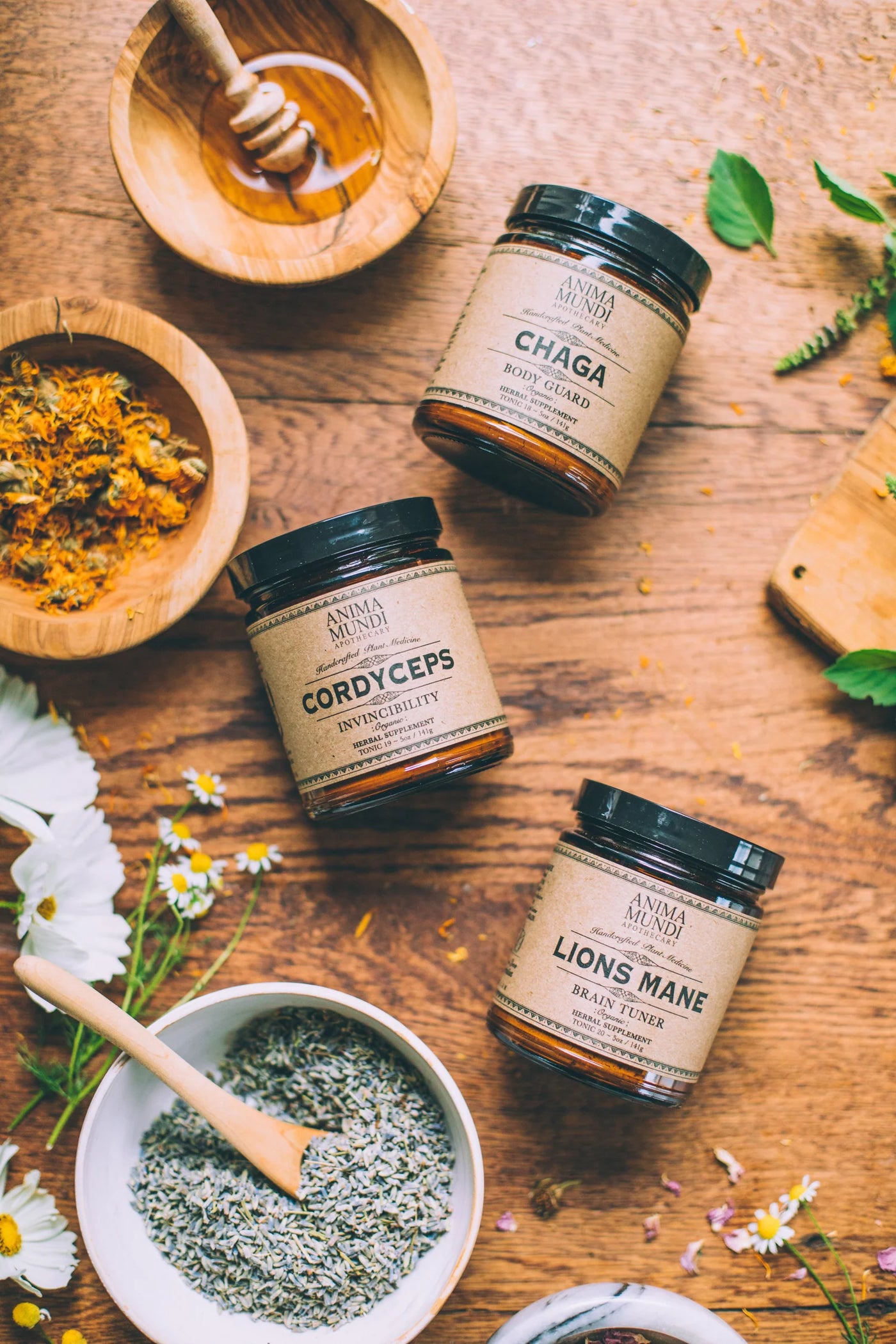 Lion's Mane – Anima Mundi